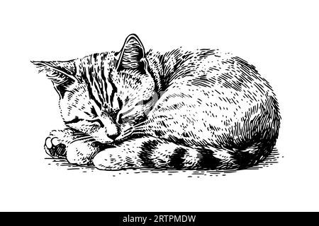 Mignon portrait de chat endormi dessiné à la main esquisse à l'encre gravure vintage style.Vector illustration. Illustration de Vecteur