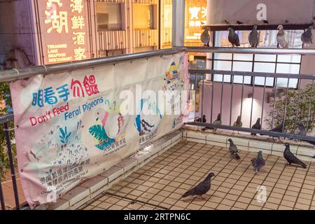 Ne nourrissez pas le signe de pigeons entouré par beaucoup de pigeons sauvages sauvages sauvages. Hong Kong - 27 août 2023 Banque D'Images