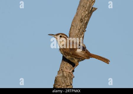 Carolina Wren, Thryothorus ludovicianus, en mue Banque D'Images