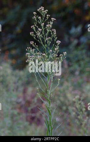 Horseweed, Conyza canadensis Banque D'Images