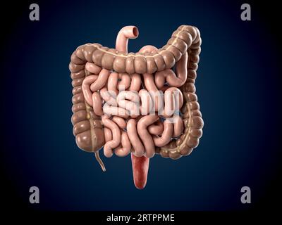 3d illustration de l'organe interne humain - intestin. Gros et petit intestin isolés sur fond sombre Banque D'Images