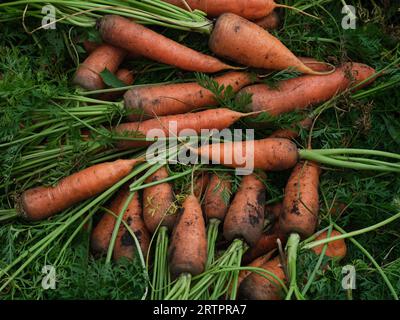 Carottes biologiques fraîchement récoltées qui sont couchées sur le sol. Gros plan. Banque D'Images