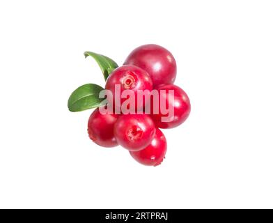 Branche de framboise aux feuilles vertes et aux baies rouges (Vaccinium vitis-idaea, airelle, canneberge). Baies de cowers. Baie sauvage de cowberry. Réf Banque D'Images