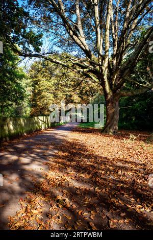 Parc Cassiobury à l'automne, Watford, Hertfordshire, Angleterre, Royaume-Uni Banque D'Images