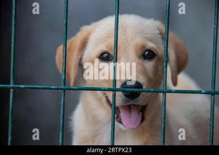 Petit chiot jaune mignon derrière des barres vertes dans une cage à l'abri des animaux pour les chiens sans abri abondants, attendant avec impatience d'être adopté par les humains Banque D'Images