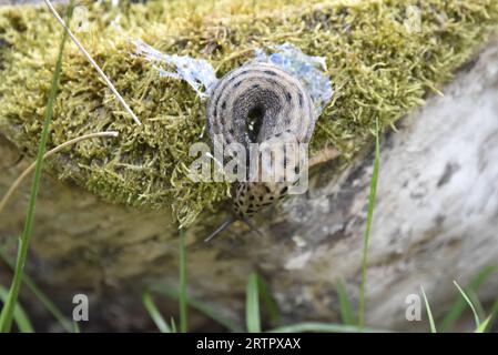 Image rapprochée d'une limace de léopard recourbée (Limax maximus) sur Mossy Log, tête vers le bas de l'image, avec Slime visible, prise au pays de Galles au Royaume-Uni Banque D'Images