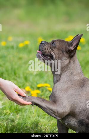 Bulldog français sitting lilas / Isabella frenchie / Bouledogue Français, race de chien de compagnie français ou chien jouet donnant la patte au propriétaire dans le jardin Banque D'Images