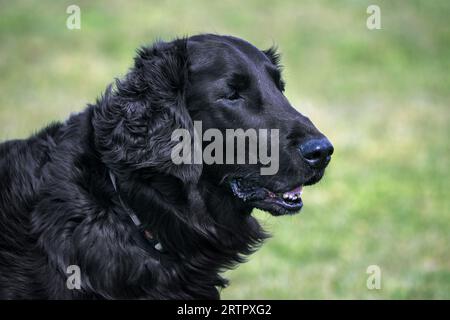 Retriever noir à revêtement plat, race canon / chien de chasse originaire d'Angleterre dans les prairies Banque D'Images
