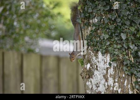 Écureuil gris de l'est (Sciurus carolinensis) descendant d'un arbre dans le profil gauche, côté gauche de l'arbre, pris en automne dans le milieu du pays de Galles, Royaume-Uni Banque D'Images