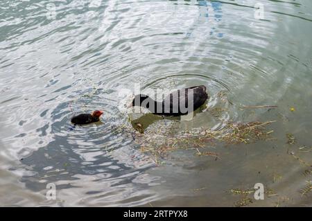 Eurasian Coot (Fulica atra) et ses jeunes sur le lac Dobbiaco Banque D'Images