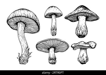 Croquis à l'encre dessiné à la main de champignons ensemble. Gravure illustration vectorielle de style vintage. Illustration de Vecteur