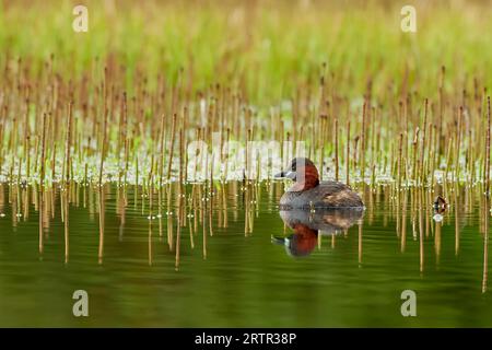 Little Grebe, Tachybaptus ruficollis, également connu sous le nom de Dabchick, sur un étang près de Helensburgh, Argyll, Écosse, Royaume-Uni Banque D'Images