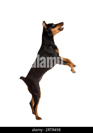 Un pinscher miniature de race pure amical avec des oreilles et une queue coupées se tient sur ses pattes arrière sur un fond blanc. mini doberman, zwergpinscher Banque D'Images