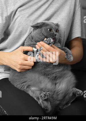 Taille des ongles pour chats. Le vétérinaire tond les ongles d'un chat de race britannique. Soin des animaux. La fille coupe les griffes d'un chat gris gros plan. Un outil pour cutti Banque D'Images