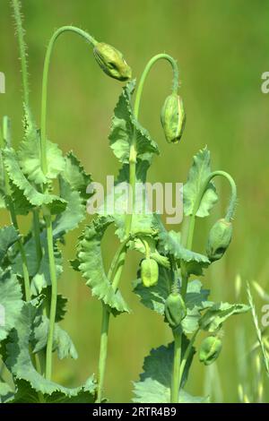 En été, le coquelicot somnifacient (Papaver somniferum) pousse sur la terre Banque D'Images