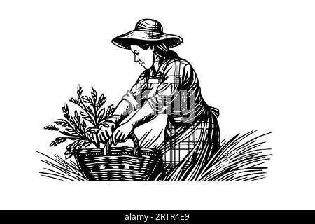 Une femme agricultrice récoltant dans le champ dans le style de gravure. Illustration vectorielle d'esquisse à l'encre de dessin. Illustration de Vecteur