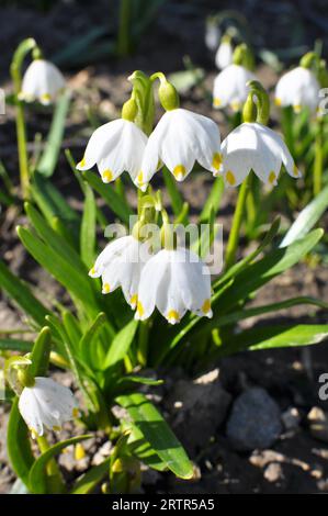 Au printemps, Leucojum vernum fleurit dans la nature Banque D'Images