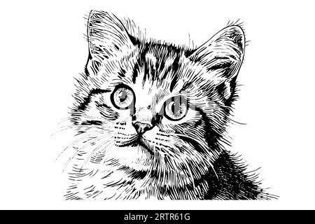 Mignon portrait de chat dessiné à la main esquisse à l'encre gravure vintage style.Vector illustration. Illustration de Vecteur