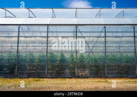 Extérieur d'une grande serre cultivant des concombres Banque D'Images