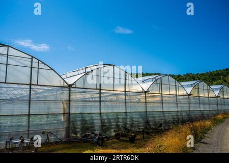 Extérieur d'une grande serre cultivant des concombres Banque D'Images