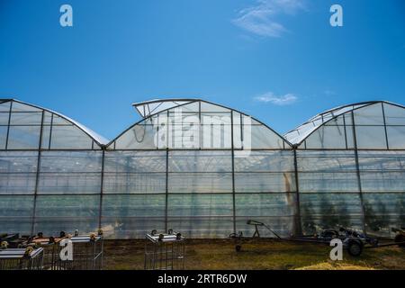 Extérieur d'une grande serre cultivant des concombres Banque D'Images