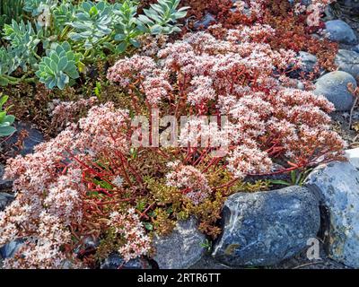 Stonecrop en fleurs, sedum, dans un jardin de rocaille avec d'autres plantes succulentes. Banque D'Images