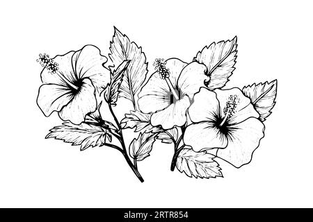 Fleurs d'hibiscus dans un style gravure sur bois vintage. Illustration vectorielle. Illustration de Vecteur