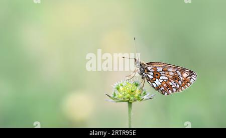 Un petit papillon fritillaire bordé de perles ( Boloria Selene ) Banque D'Images