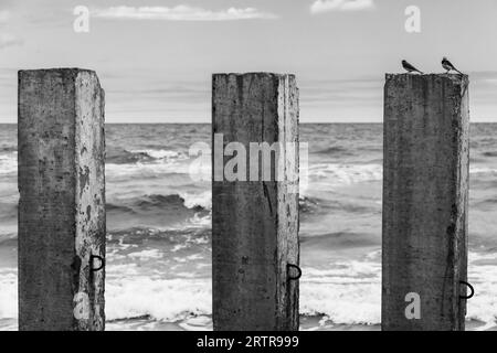 Deux petits oiseaux sont sur un pilier en béton. Photo en noir et blanc d'un brise-lames cassé monté sur la côte de la mer Baltique Banque D'Images