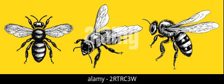 Vector Set gravure dessin à la main illustration de paquet d'abeille de miel sur fond jaune. Illustration de Vecteur