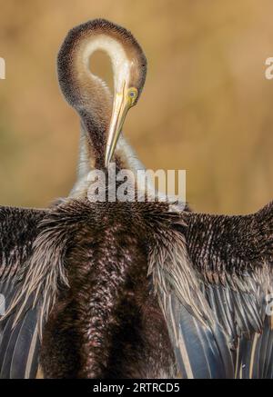 Dard africain (Anhinga rufa), parc national Kruger, Afrique du Sud Banque D'Images