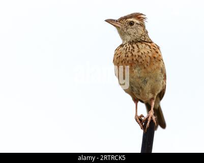 Lark à nuque rousse (Mirafra africana), parc national Kruger, Afrique du Sud Banque D'Images