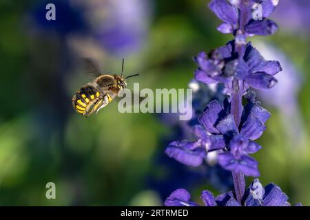 Wool Carder Bee en vol par Purple Lavender. Gros plan. Banque D'Images