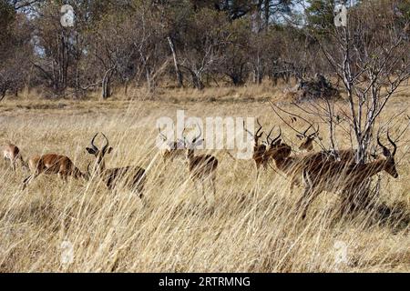 Troupeau d'impalas (Aepyceros) avec antilopes mâles impala, Moremi, Botswana Banque D'Images