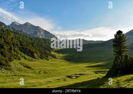 Le haut plateau du cavalier Alm avec le plus haut sommet, le Haeuselhorn et un pin suisse autoportant (Pinus Cembra) sont une particularité Banque D'Images