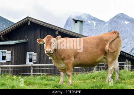 Vache avec cloche devant une cabane alpine sur le cavalier Alm, parc national de Berchtesgaden, Bavière, Allemagne Banque D'Images