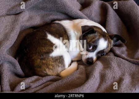 Petit chien Chihuahua, reposant sur une couverture de laine, Allemagne Banque D'Images