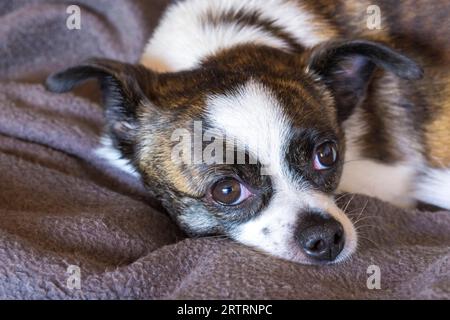 Petit chien Chihuahua, reposant sur une couverture de laine, Allemagne Banque D'Images