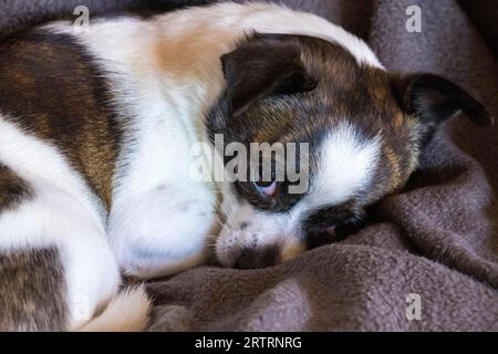 Petit chien Chihuahua, reposant sur une couverture de laine, Allemagne Banque D'Images