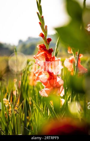 Macro fleur tirée au soleil, Gechingen, Forêt Noire, Allemagne Banque D'Images