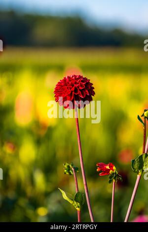 Macro shot fleur, Gechingen, Forêt Noire, Allemagne Banque D'Images