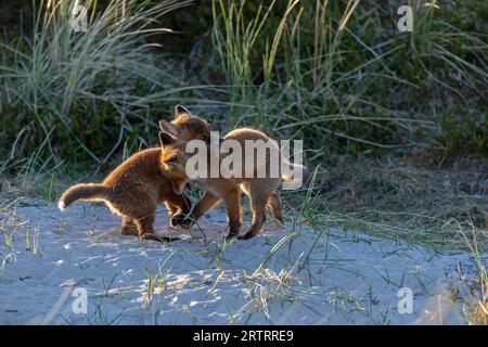 Deux renards roux (Vulpes vulpes) se disputent à la lumière du soleil du soir, deux chiots renards roux se disputent à la lumière du soleil du soir Banque D'Images