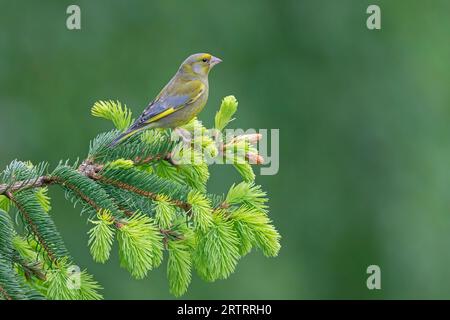 En raison de son plumage vert, le verger européen (Chloris chloris) est très bien camouflé lorsqu'il est assis sur des arbres et d'autres plantes. Au printemps, il Banque D'Images