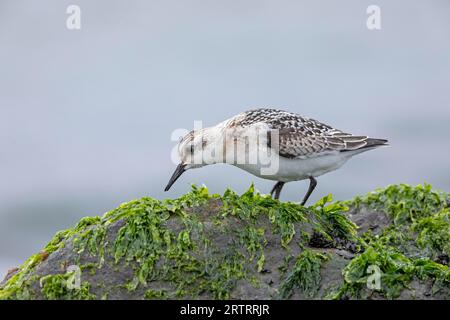 Un Sanderling (Calidris alba) cherche de la nourriture parmi la laitue de mer sur un rocher dans le surf, Un Sanderling cherche de la nourriture parmi la laitue de mer sur un rocher dans Banque D'Images