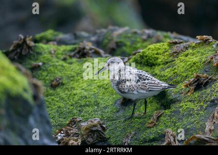 Un Sanderling (Calidris alba) cherche de la nourriture parmi la laitue de mer sur un rocher dans le surf, Un Sanderling cherche de la nourriture parmi la laitue de mer sur un rocher dans Banque D'Images