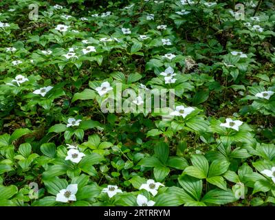 WA23654-00...WASHINGTON - cornouille, également appelée Bunchberry, sur le sol de la forêt dans la vallée de la rivière Elwha ; partie du parc national olympique. Banque D'Images