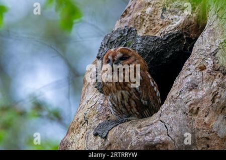 Tawny Owl (Strix aluco), après 5 mois les jeunes oiseaux ne peuvent plus être distingués des adultes (photo oiseau adulte devant la grotte), Tawny Banque D'Images