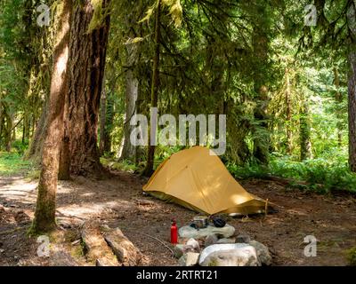 WA23658-00...WASHINGTON - Journée ensoleillée au camping boisé le long de la rivière Lillian dans le parc national olympique. Banque D'Images