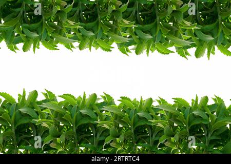 Stevia rebaudiana isolé sur background.frame feuilles blanches de stevia. branches de stevia frontière. Édulcorant végétal Banque D'Images