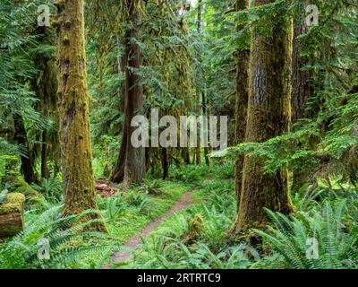 WA23674-00...WASHINGTON - sentier de la rivière Elwha près de la traversée de la rivière Lillian dans le parc national olympique. Banque D'Images